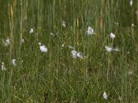 Eriophorum latifolium 3, Breed wollegras, Saxifraga-Peter Meininger