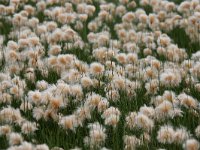 Eriophorum ruseolum 3, Saxifraga-Dirk Hilbers