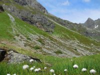 Eriophorum scheuchzeri 17, Saxifraga-Ed Stikvoort