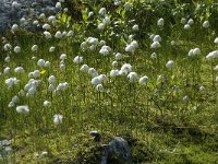 Eriophorum scheuchzeri 2, Saxifraga-Willem van Kruijsbergen