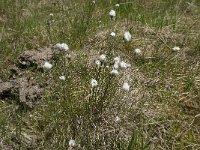 Eriophorum scheuchzeri 20, Saxifraga-Annemiek Bouwman