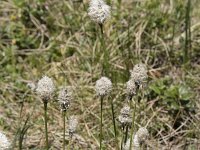 Eriophorum scheuchzeri 24, Saxifraga-Willem van Kruijsbergen