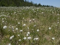 Eriophorum scheuchzeri 28, Saxifraga-Annemiek Bouwman