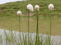 Eriophorum scheuchzeri 30, Saxifraga-Ed Stikvoort