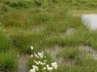 Eriophorum scheuchzeri 31, Saxifraga-Ed Stikvoort