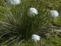 Eriophorum scheuchzeri 4, Saxifraga-Willem van Kruijsbergen