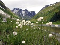 Eriophorum scheuchzeri 5, Foto Fitis-Sytske Dijksen