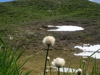 Eriophorum scheuchzeri 6, Saxifraga-Jeroen Willemsen