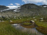 Eriophorum scheuzeri ssp arcticum 13, Saxifraga-Jan van der Straaten