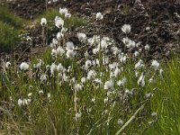 Eriophorum scheuzeri ssp arcticum 14, Saxifraga-Jan van der Straaten