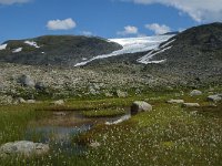 Eriophorum scheuzeri ssp arcticum 15, Saxifraga-Jan van der Straaten