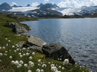 Eriophorum scheuzeri ssp arcticum 9, Saxifraga-Jan van der Straaten