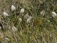 Eriophorum vaginatum 10, Eenarig wollegras, Saxifraga-Jan van der Straaten