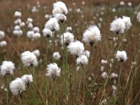 Eriophorum vaginatum 13, Eenarig wollegras, Saxifraga-Hans Dekker