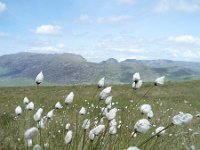 Eriophorum vaginatum 14, Eenarig wollegras, Saxifraga-Jeroen Willemsen