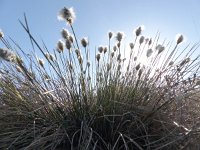 Eriophorum vaginatum 17, Eenarig wollegras, Saxifraga-Mark Zekhuis