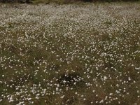 Eriophorum vaginatum 19, Eenarig wollegras, Saxifraga-Bas Klaver