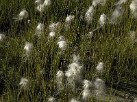 Eriophorum vaginatum 2, Eenarig wollegras, Saxifraga-Jan van der Straaten