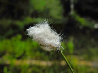 Eriophorum vaginatum 24, Eenarig wollegras, Saxifraga-Ed Stikvoort