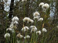 Eriophorum vaginatum 28, Eenarig wollegras, Saxifraga-Ed Stikvoort