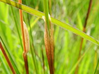 Eriophorum vaginatum 30, Eenarig wollegras, Saxifraga-Rutger Barendse