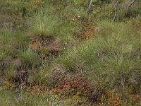 Eriophorum vaginatum 43, Eenarig wollegras, Saxifraga-Hans Boll