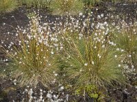 Eriophorum vaginatum 52, Eenarig wollegras, Saxifraga-Willem van Kruijsbergen