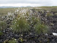 Eriophorum vaginatum 53, Eenarig wollegras, Saxifraga-Willem van Kruijsbergen