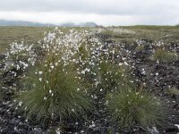 Eriophorum vaginatum 54, Eenarig wollegras, Saxifraga-Willem van Kruijsbergen