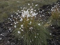 Eriophorum vaginatum 55, Eenarig wollegras, Saxifraga-Willem van Kruijsbergen