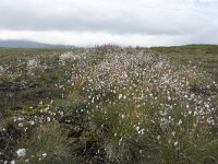 Eriophorum vaginatum 56, Eenarig wollegras, Saxifraga-Willem van Kruijsbergen