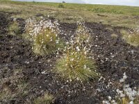 Eriophorum vaginatum 57, Eenarig wollegras, Saxifraga-Willem van Kruijsbergen