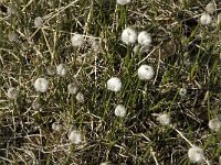 Eriophorum vaginatum 9, Eenarig wollegras, Saxifraga-Jan van der Straaten