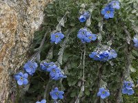 Eritrichium nanum 14, Saxifraga-Willem van Kruijsbergen