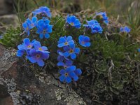 Eritrichium nanum 15, Saxifraga-Harry Jans