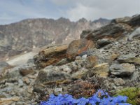 Eritrichium nanum 17, Saxifraga-Harry Jans