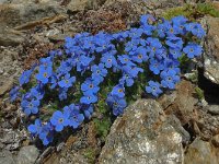 Eritrichium nanum 21, Saxifraga-Harry Jans