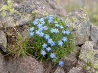 Eritrichium nanum 26, Saxifraga-Luuk Vermeer