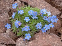 Eritrichium nanum 27, Saxifraga-Luuk Vermeer