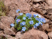 Eritrichium nanum 29, Saxifraga-Luuk Vermeer