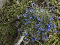 Eritrichium nanum 3, Saxifraga-Willem van Kruijsbergen