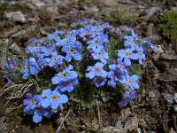 Eritrichium nanum 35, Saxifraga-Luuk Vermeer