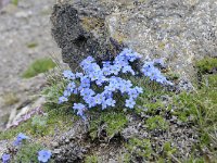 Eritrichium nanum 39, Saxifraga-Luuk Vermeer