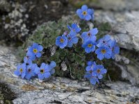 Eritrichium nanum 4, Saxifraga-Willem van Kruijsbergen