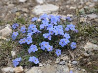 Eritrichium nanum 41, Saxifraga-Luuk Vermeer