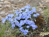 Eritrichium nanum 45, Saxifraga-Luuk Vermeer