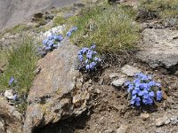 Eritrichium nanum 48, Saxifraga-Luuk Vermeer