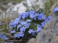 Eritrichium nanum 49, Saxifraga-Luuk Vermeer