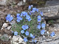 Eritrichium nanum 50, Saxifraga-Luuk Vermeer