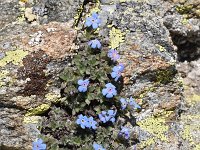 Eritrichium nanum 51, Saxifraga-Luuk Vermeer